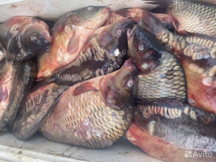 Карп и пелингас