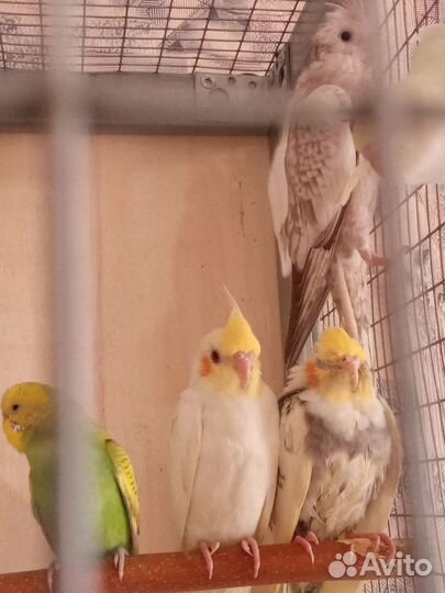 Птенцы попугаев