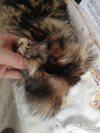 Шкурка на воротник, украшения