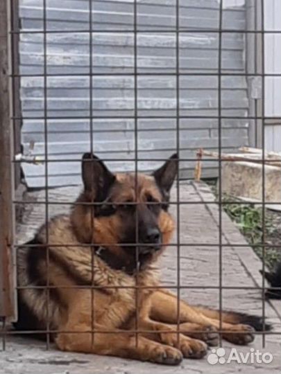 Отдам бесплатно