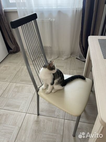 Отдам котенка в добрые руки