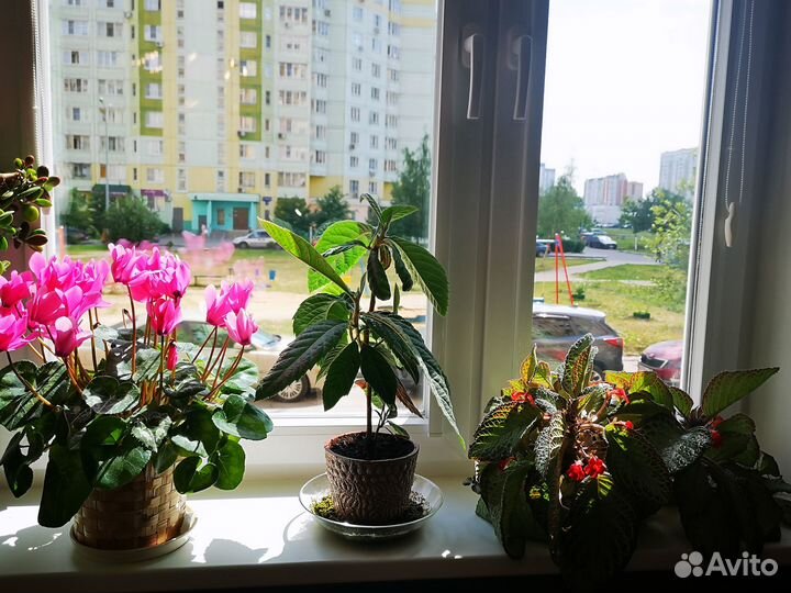 Продажа комнатных растений