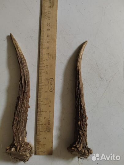 Рога косули