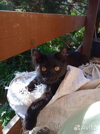 Котик черный