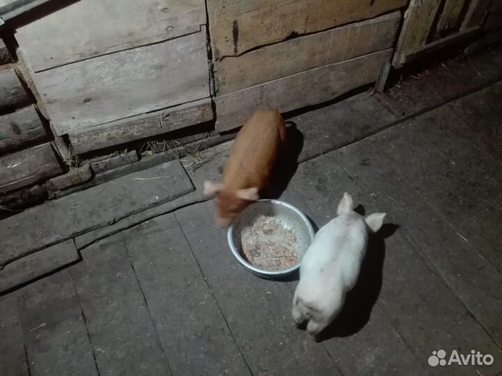 Поросята ландрас дюрок