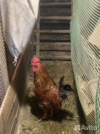 Петушки 6.5 месячные от кур несушки