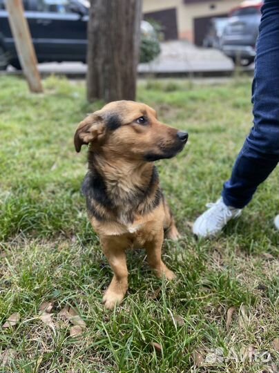 Собака в добрые руки