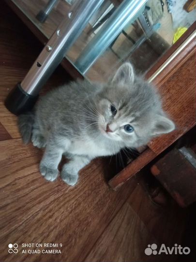 Котик и кошечка