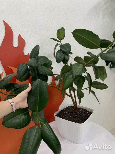 Фикус эластика