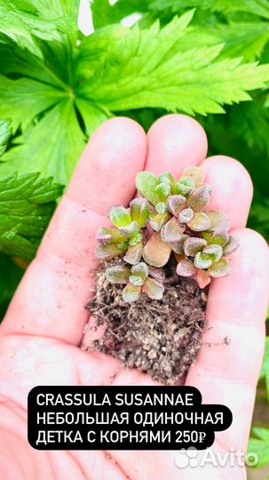 Суккуленты