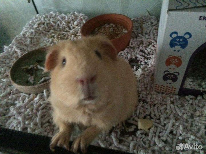 Морская свинка Английский селф