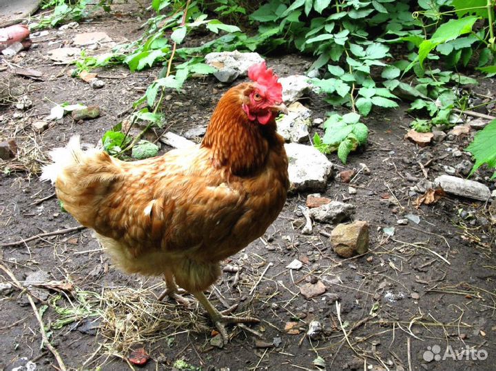 Куры несушки с доставкой