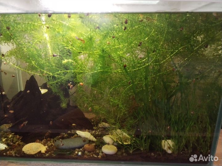 Аквариумные рыбки и растения