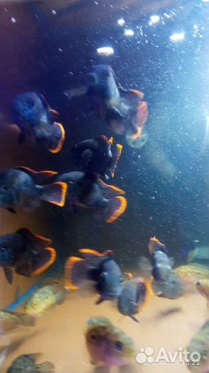 Акара бирюзовая 6см - Аквариумные рыбки