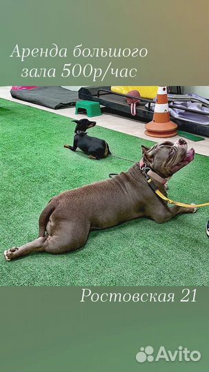 Почасовая аренда спортивного зала для собак