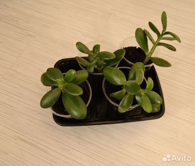 Толстянка, денежное дерево цветок