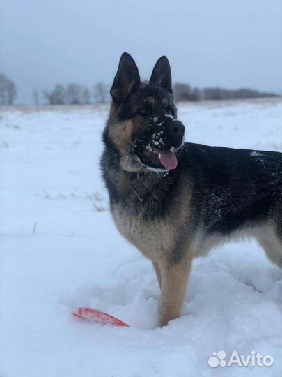 Немецкая овчарка вязка