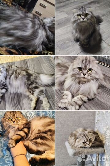 Шотландская вислоухая кошка с документами