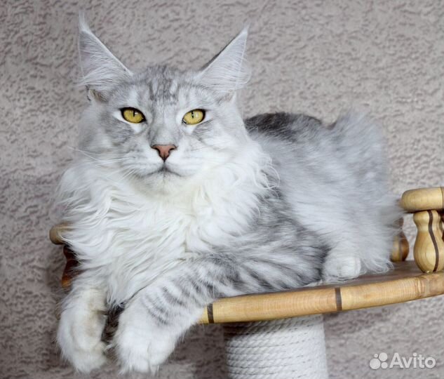 Серебряный мальчик мейн кун