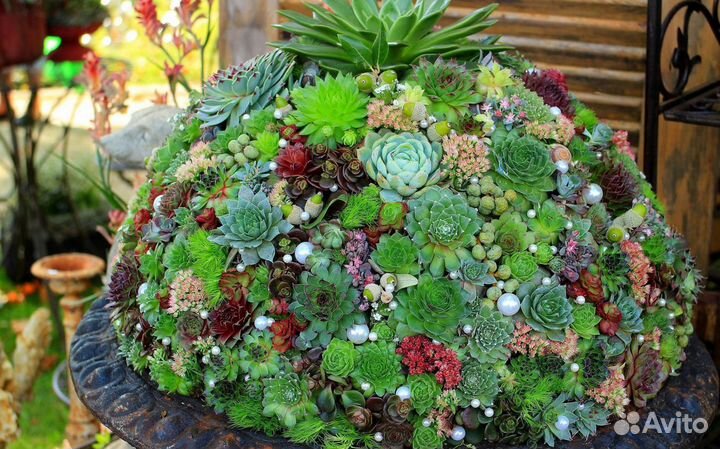 Каменная роза (молодило) - всегда живой цветок