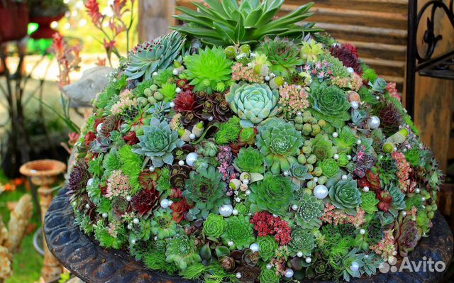 Каменная роза (молодило) - всегда живой цветок