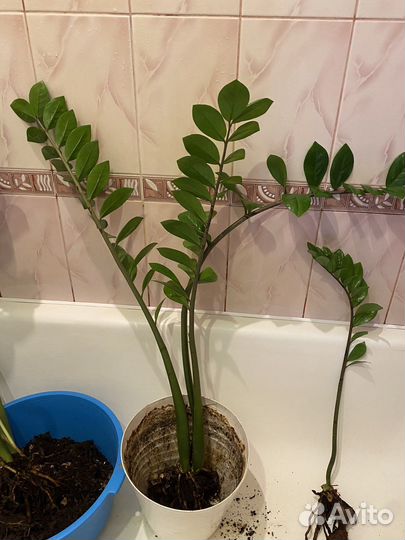 Замиокулькас