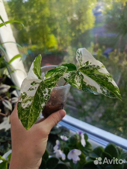 Сингониумы, сциндапсусы