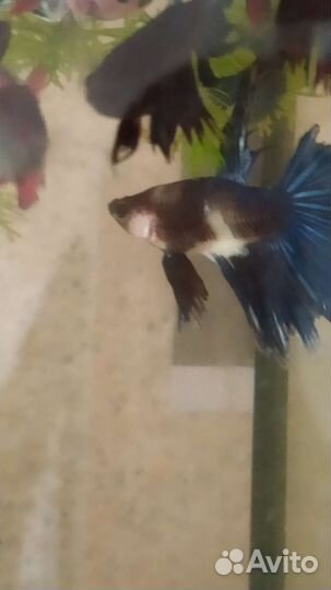 Рыбка Петушок