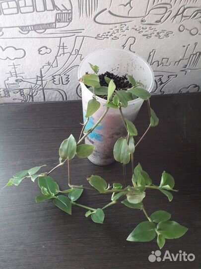 Комнатные цветы