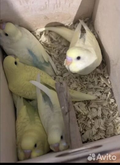 Птенцы волнистый попугай