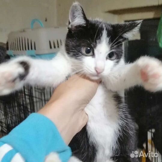 Кошка в дар