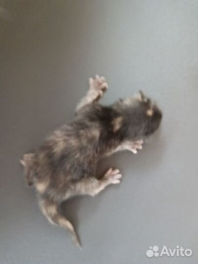 Бронь на котят от лесного кота