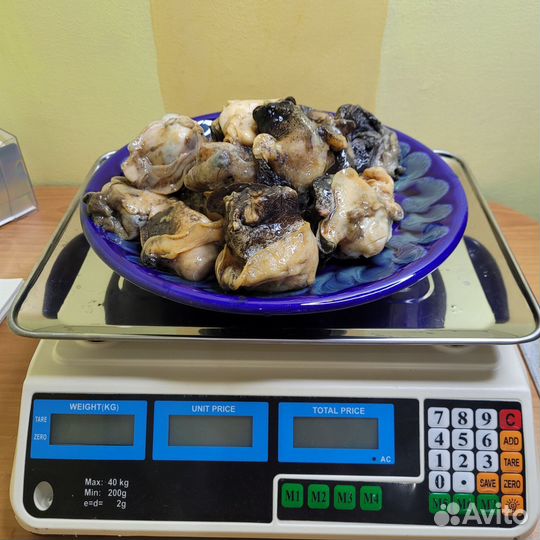 Трубач Приморский