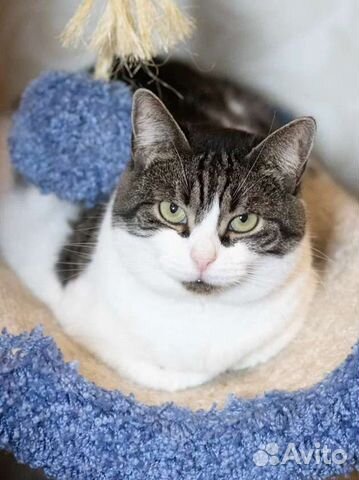 Уютная кошечка