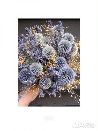 Мордовник сухоцвет