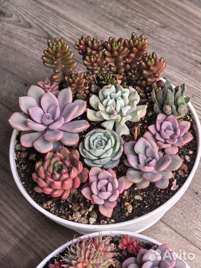 Садик из суккулентов, флорариум