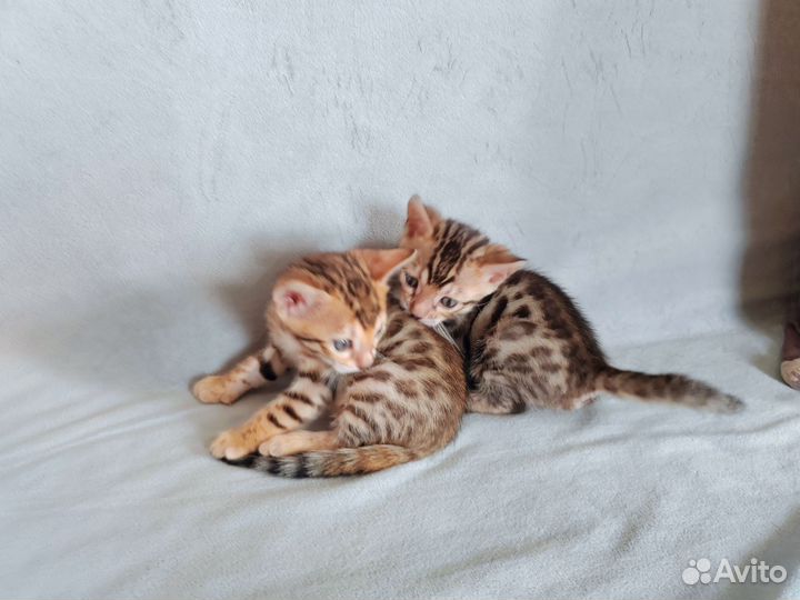 Бенгальские котята