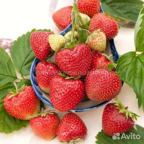 Рассада клубники Флеррет (зкс)