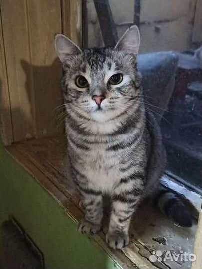 Кот Тиша