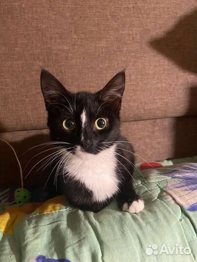 Котенок ищет дом