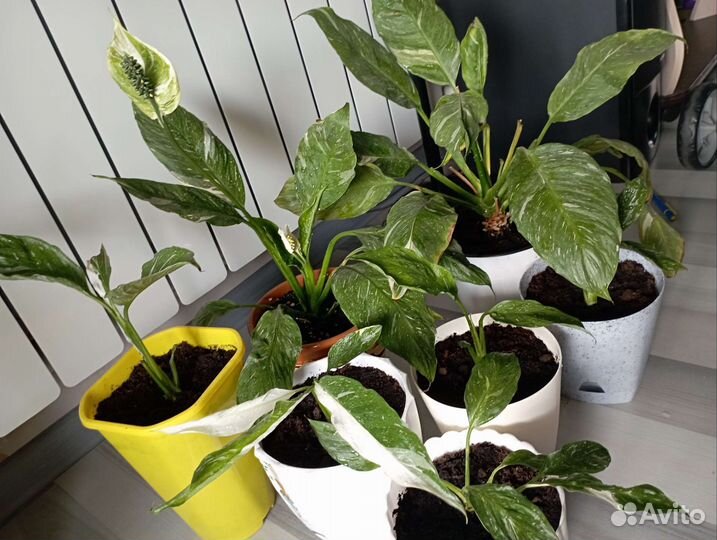 Спатифиллум Домино