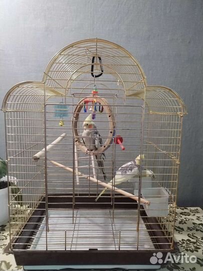 Корелла пара