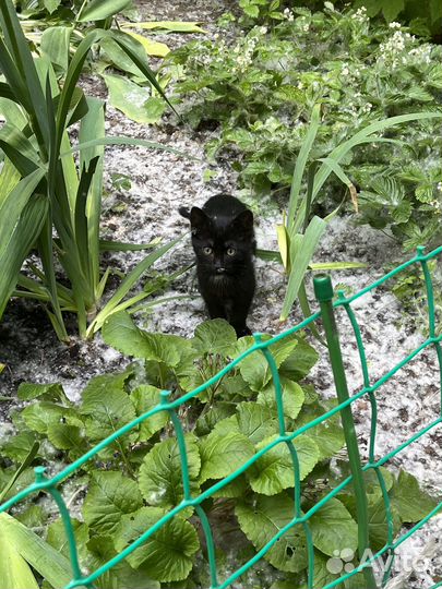 Котятки в добрые руки