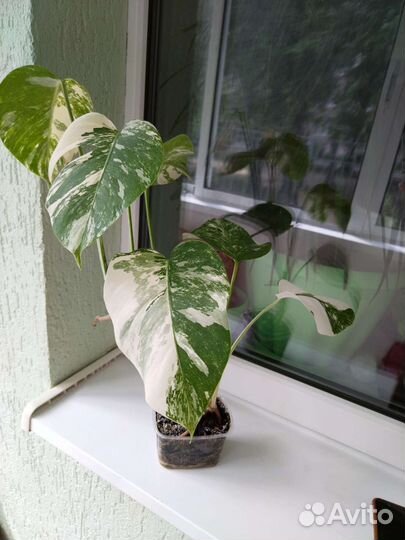 Монстера вариегатная Альба