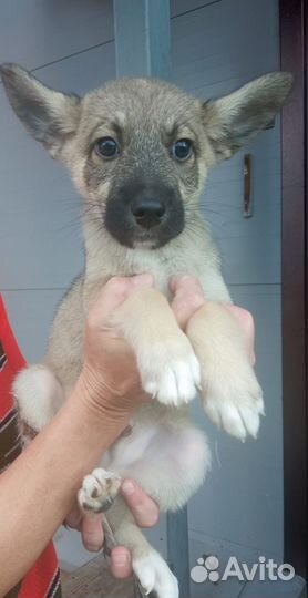 Щенок мальчик