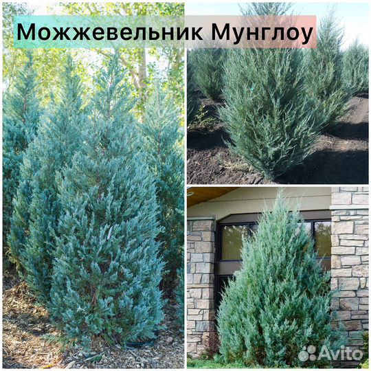 Можжевельник Скайрокет, Блю Эрроу, Мунглоу и др