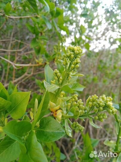 Саженцы белой душистой сирени