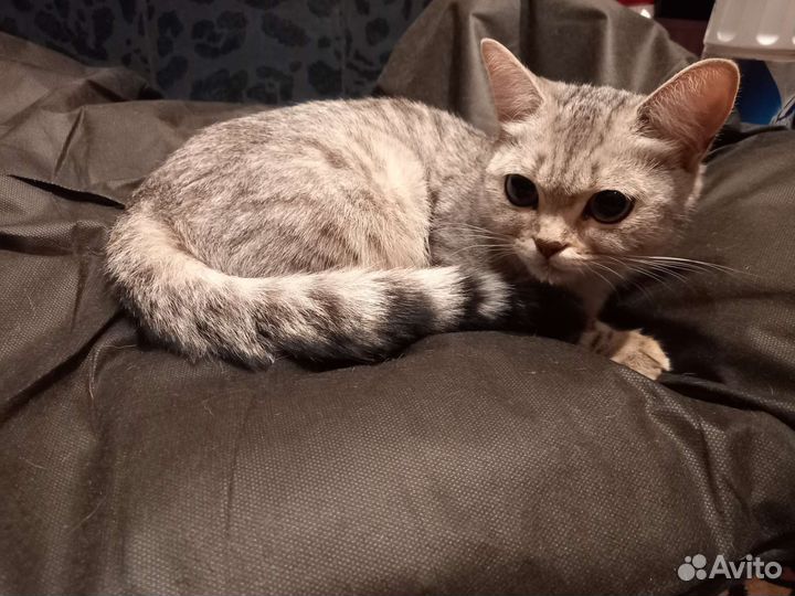 Кошка в дар бесплатно