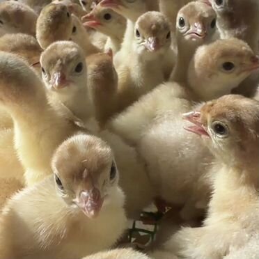 Индюшата Hybrid Converter