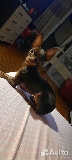 Мальчик ищет девочку